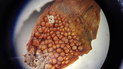 Foto på aecidier på undersidan av ett fjäll på en grankotte