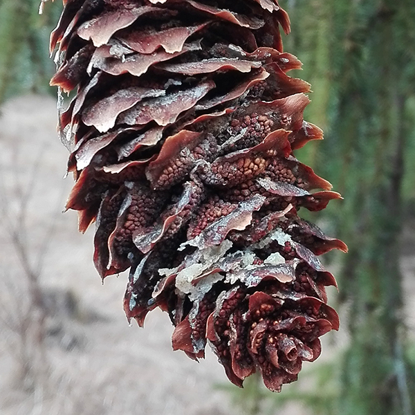 Foto på grankotte angripen av grankotterost