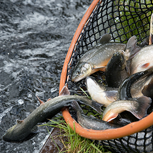 Farmed arctic charr