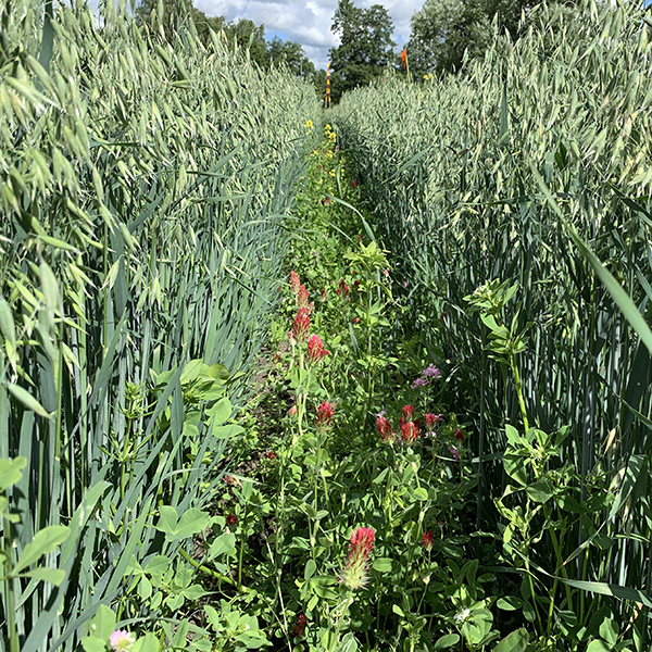 Foto på insådd av blommande baljväxter i havre