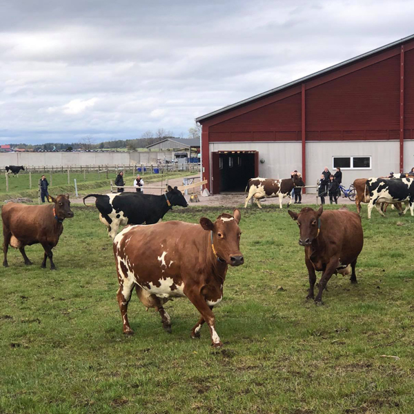 Bild av livliga kor som kommer ut på sommarbete. 