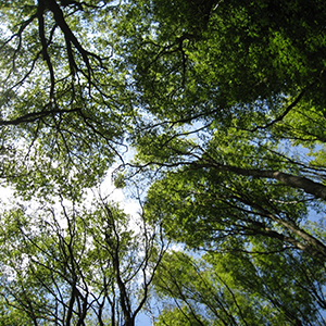 Foto av trädkronor från marknivå