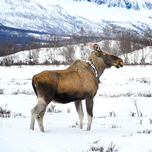 Foto på älg med forskningshalsband