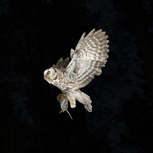 Pärluggla med skogssork