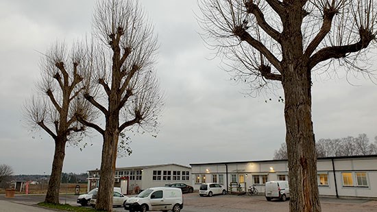 Popplarna på Ultuna, foto.