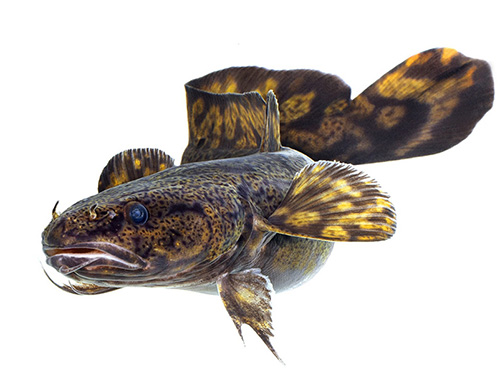 Bild på fisken lake som del av en konstutställning, foto.