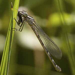 Damselfly eating a bug