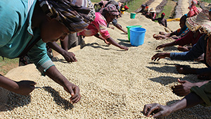 Women handling coffee beans, photo.