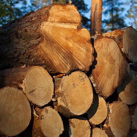 Photo of timber