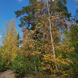 Björkar med gula löv.