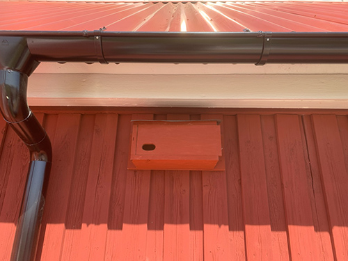 Holk till tornseglare, foto.