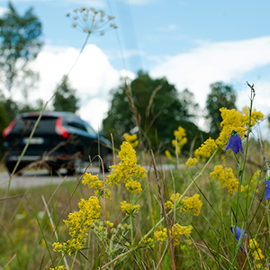 Gulmåra och andra gräsmarksväxter på en vägren