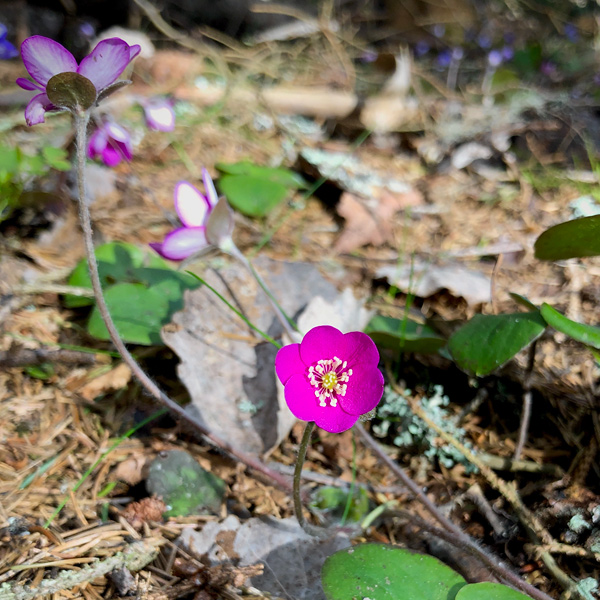 Bild av blåsippor i Fiby urskog.
