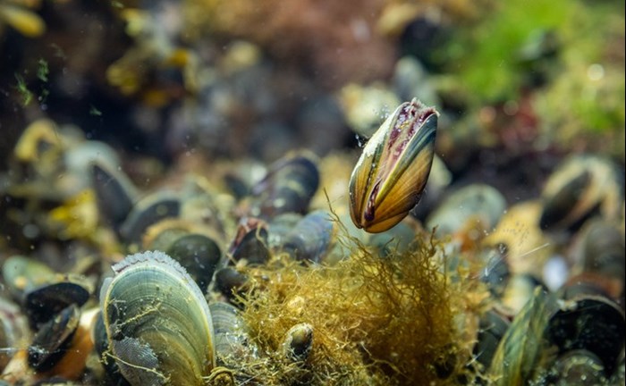 Bue mussels (Mytilus edulis)  at BSSC. Photo.