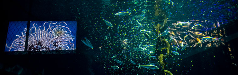 Sillakvariet på BSSC. Foto.