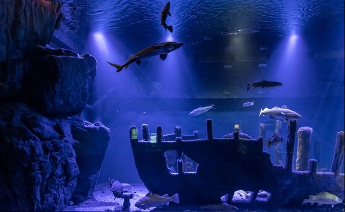 The predatory fish aquarium at BSSC. Photo.