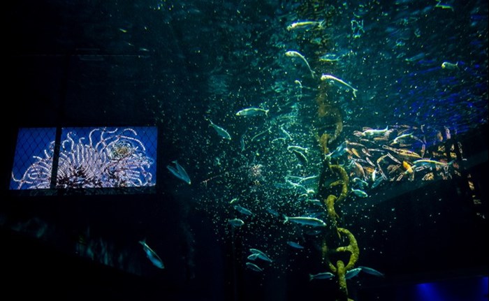 Herring aquarium at BSSC. Photo.