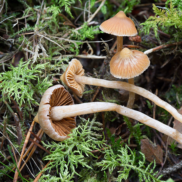 Foto på spetsspindlingar