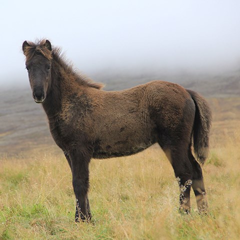 Foto på islandshäst