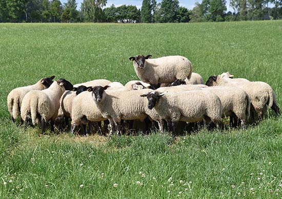Några lamm i en klunga p bete, foto.