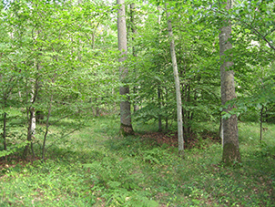 Foto på 80-årig ekplantering på åkermark där skogsfloran har etablerat sig.