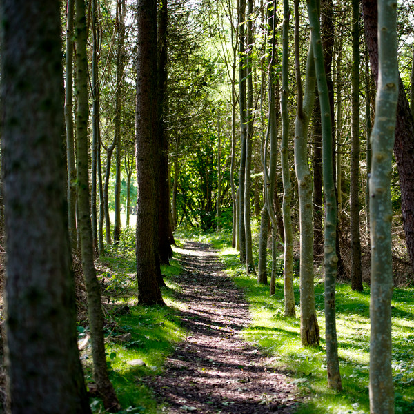 Lövskog vid SLU i Alnarp. Foto..