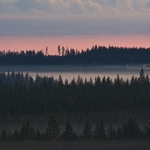 Foto på finskt skogslandskap