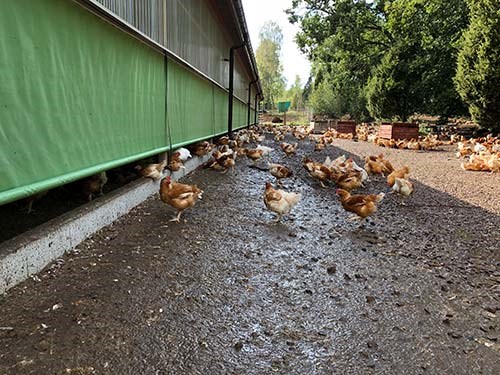 Svenska ekokycklingar, foto.