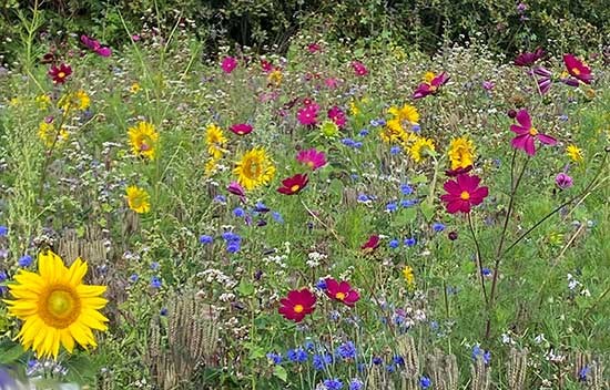 Blommor som blommar från juni till september, foto.