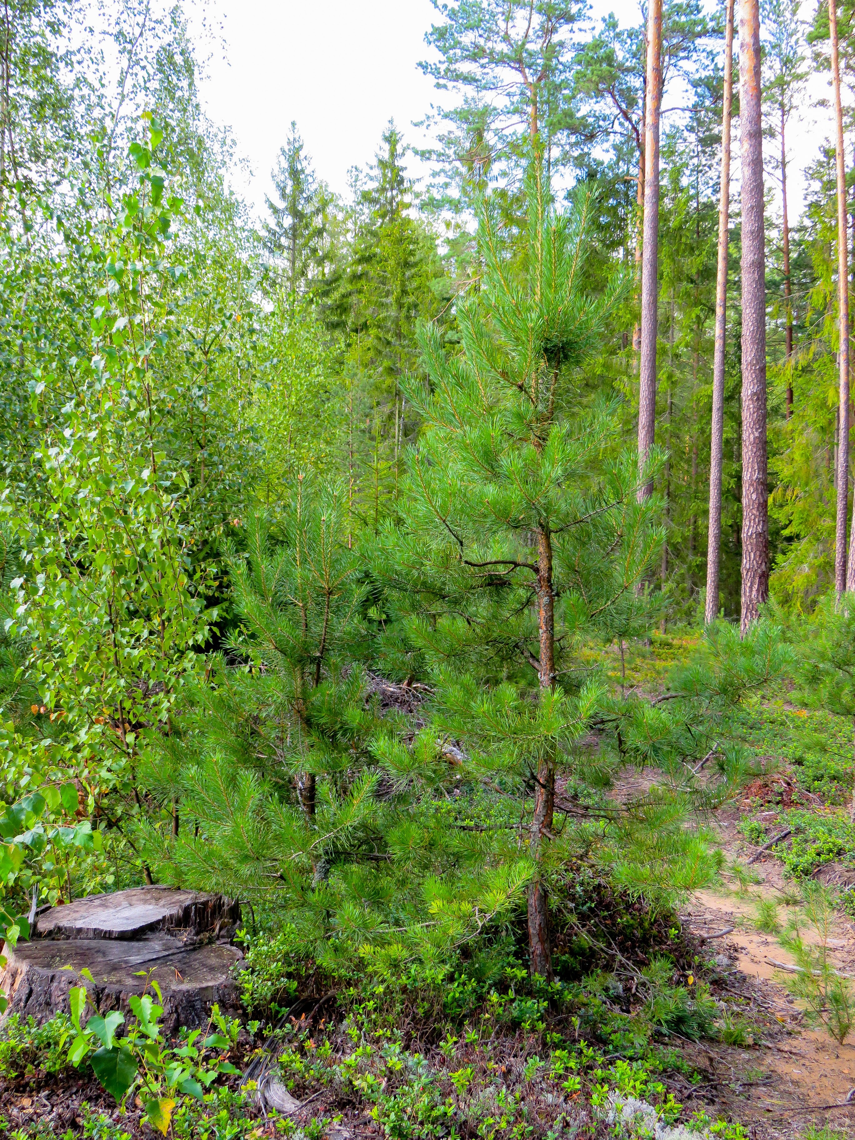 Björk och tallplantor framför äldre tall. Foto.