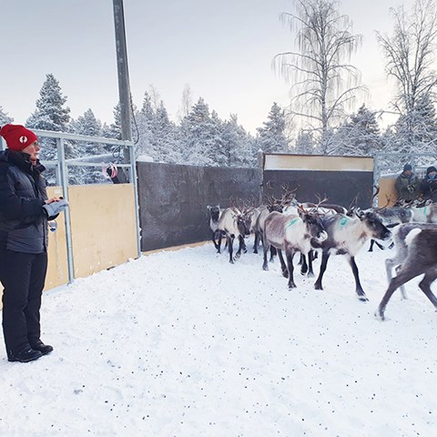 Foto på Anna Skarin vid renskiljning