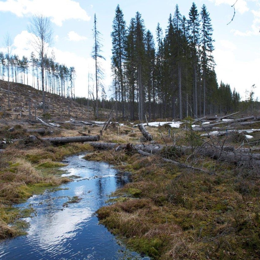 Skogsparti omgivet av fält. Vattendrag i förgrunden. Foto.