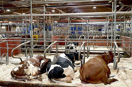 Tre kor ligger och vilar sig i ladugården på Lövsta i den nya LED-belysningen, foto.