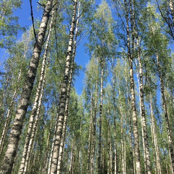 Birch forest