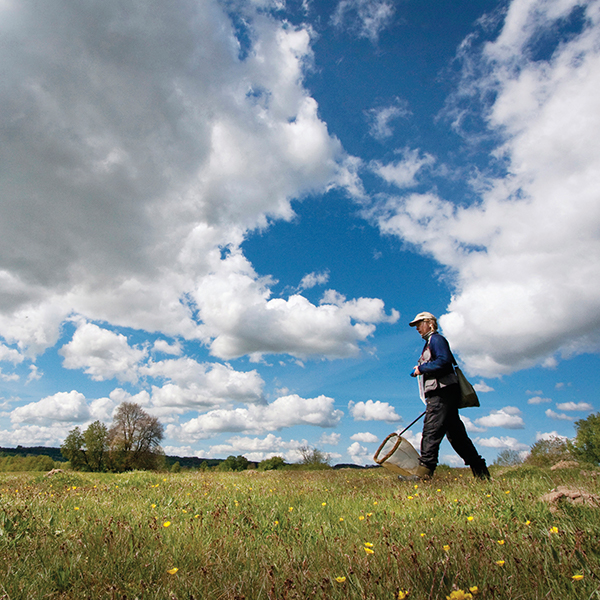 Kvinna med fjärilshåv går på en äng. Foto.