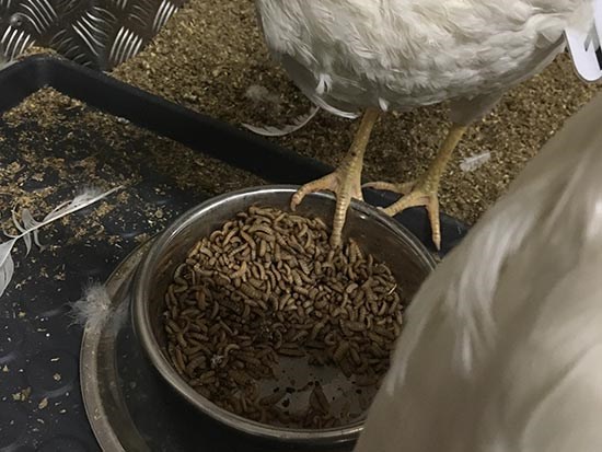 A bowl of feed to chickens, photo.