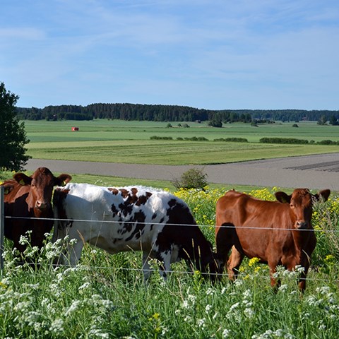 Foto på betande nötkreatur