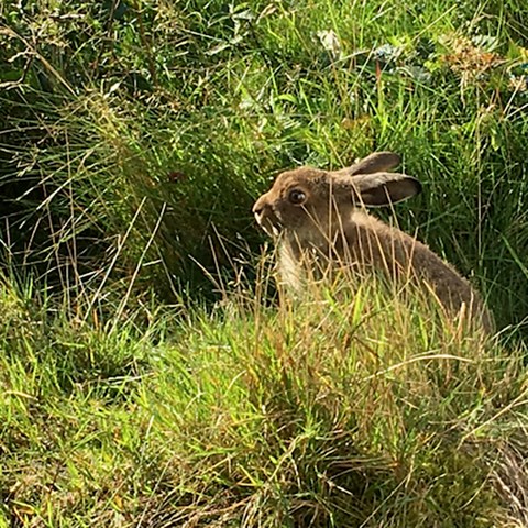 Foto på mohare i sommardräkt