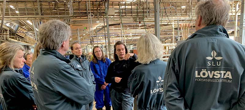 The Faculty Board is shown the cow stable at Lövsta by research coordinator Julia Österberg, photo.
