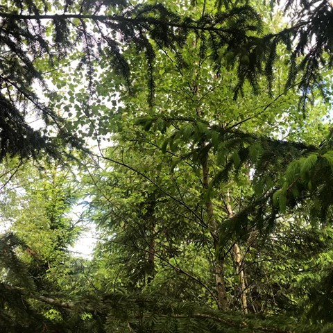 Spruce in close up obscures the view of the birch in the background. Photo.