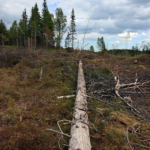 Photo of clear-cut forest with dead wood