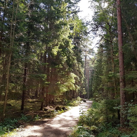 Foto tagit i Stadsskogen, Uppsala