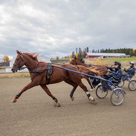 Foto på travhästar under körtest