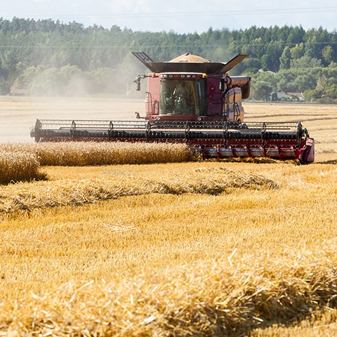 Photo of wheat harvest