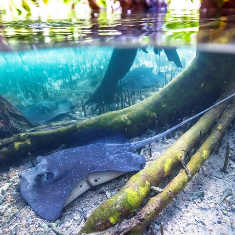 Foto på stingrockan Urogymnus granulatus 