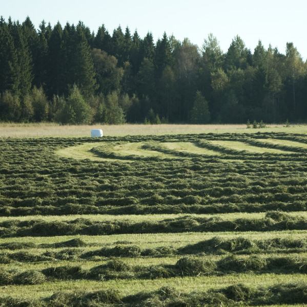 Hösträngar på åker. Foto. 