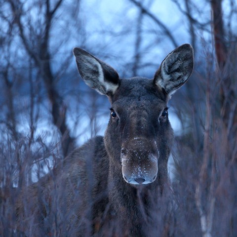 Moose looking into camera. Photo.