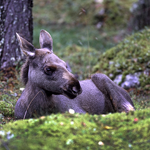 Älg vilar i skogen. Foto.