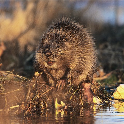 A beaver sits on a small hill in the water. Photo