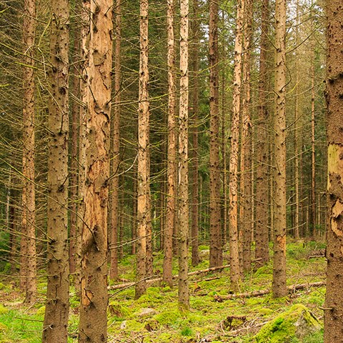 Döda stående granstammar. Foto.